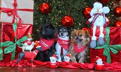 Nicht selten werden Tiere nach Weihnachten einfach sich selbst überlassen.