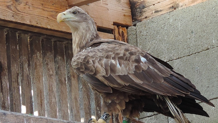 Der Seeadler wurde bereits 2021 im Nationalpark Donau-Auen beringt und besendert, der ...