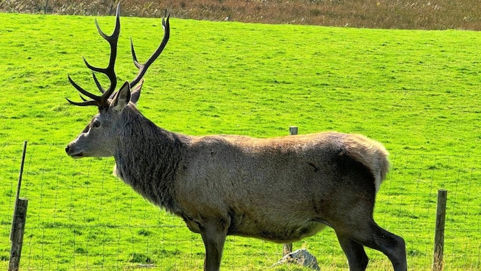 Majestic deer can be seen everywhere as you drive along the lonely roads.