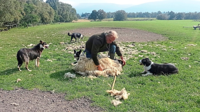 Shepherd Neil shows how he shears a hypnotized sheep driven to him by herding dogs in a matter of minutes. 