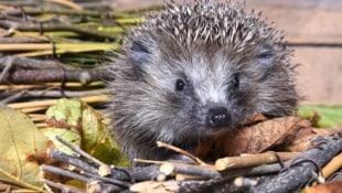 Ohne menschliche Hilfe sieht es für die niedlichen Stachler schlecht aus. (Bild: Pressefoto Scharinger/Daniel Scharinger/Pressefoto Scharinger © Johanna Schlosser)