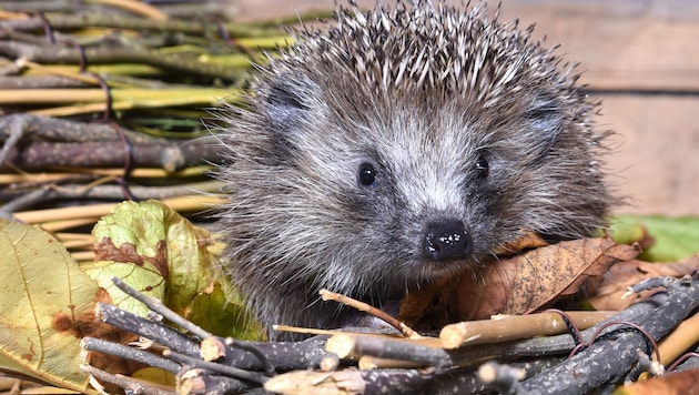 Ohne menschliche Hilfe sieht es für die niedlichen Stachler schlecht aus. (Bild: Scharinger Daniel/Pressefoto Scharinger © Johanna Schlosser)