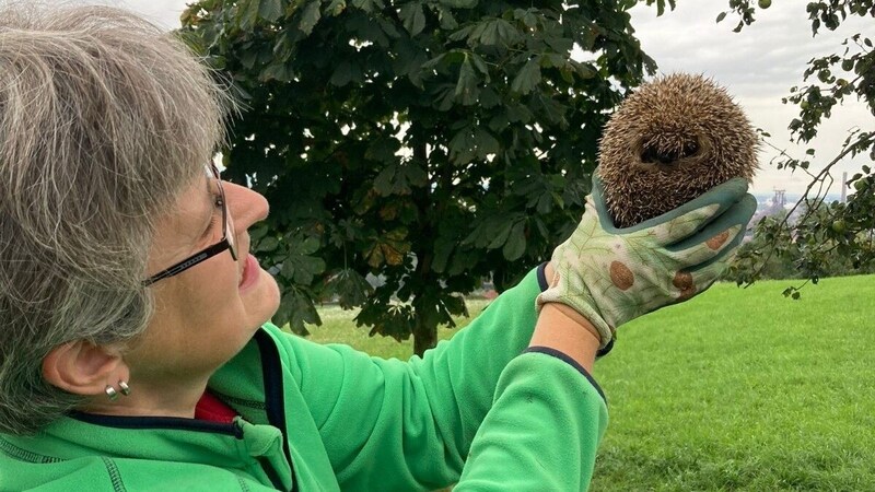 Ulrike Aglas widmet den Tierchen viel Zeit und Geld (Bild: Igelhilfe Steyregg)