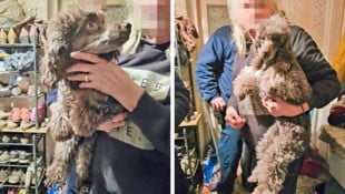 Die Hunde werden auf verschiedene Tierheime verteilt. (Bild: Krone KREATIV/zVg.)