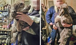 Die Hunde werden auf verschiedene Tierheime verteilt.