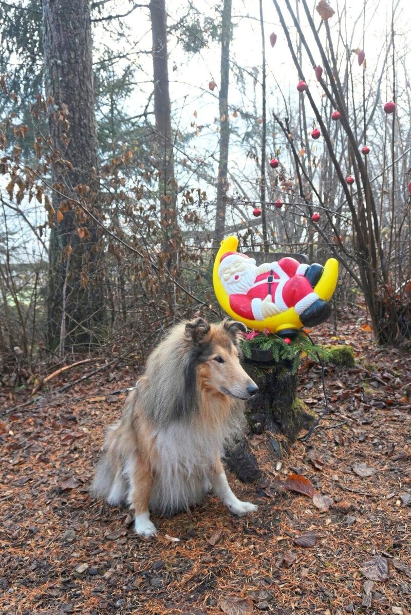 Luna macht Rast beim Weihnachtsmann im Zauberwald. (Bild: Peter Freiberger)