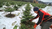 Oft muss Johannes Astner aus Reith im Alpbachtal vor seinen Bäumchen in die Knie gehen, damit ...