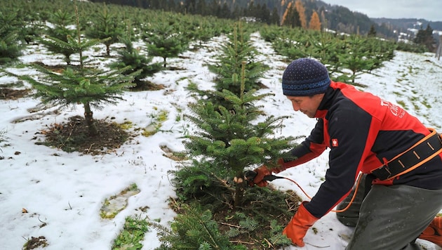 Johannes Astner from Reith im Alpbachtal often has to bend his knees in front of his trees so that they grow evenly. (Bild: Birbaumer Christof)