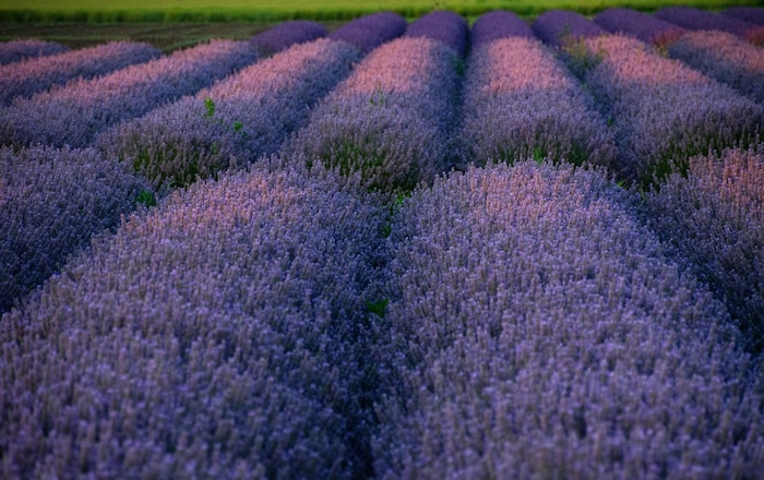 The scent of lavender. Something that most people can't resist. But it also tastes good. 