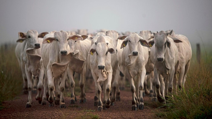 Kühe auf einer Ranch in Brasilien