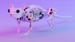 Die Münchner neuro-robotische Maus ist eine Art Vorläufer von SMuRo.  (Bild: AP ( via APA) Austria Presse Agentur/APA/BING ET AL./SCIENCE ROBOTICS)