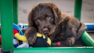 Einer der süßen Stars im Partner-Hunde-Kalender 2025. (Bild: A.Langmann Photographie)