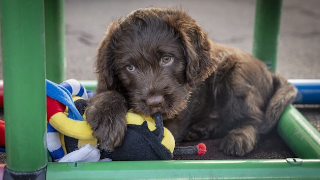 One of the cute stars in the Partner Dogs calendar 2025. (Bild: A.Langmann Photographie)