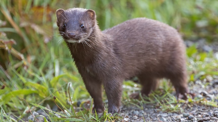 Mink