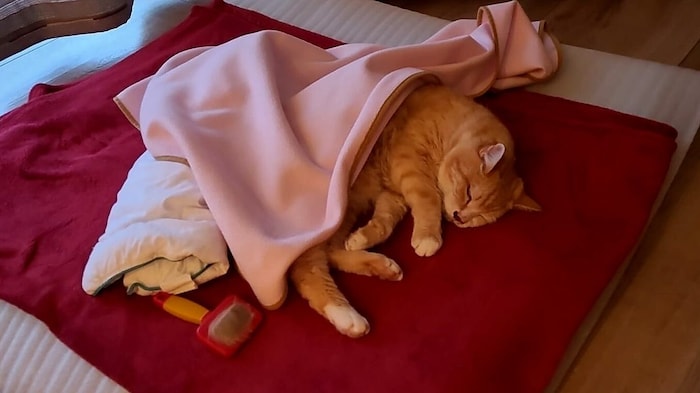 "Michi" was unable to move for three weeks after the dramatic incident and would neither eat nor ...