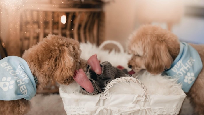 Die beiden Vierbeiner „Mr. Koni Hundini“ und „Elvis“ haben das neue Familienmitglied bereits ins Hundeherz geschlossen.