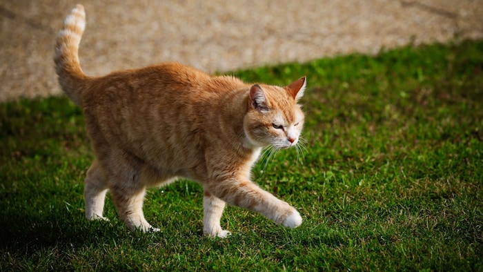 The accident happened in a neighboring meadow, says "Michi's" wife.