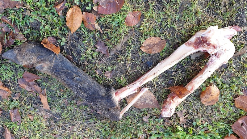 A walker in Linz found this gnawed deer knuckle in a wooded area on the Gis. Was it a wolf? (Bild: zVg)