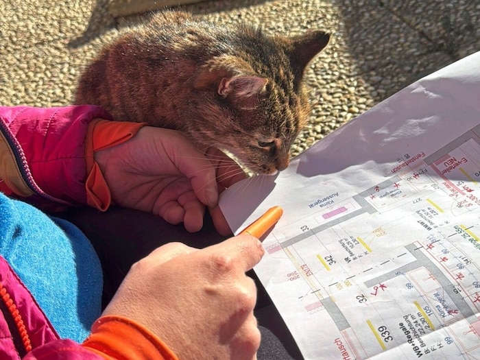 Cat lady "Pompoline" is diligently helping with the building supervision.