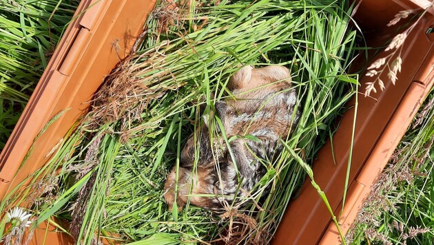 Rehkitze wurden vor dem Tod durch Mähmaschinen bewahrt. (Bild: Verein Biodiversität und Jagd)