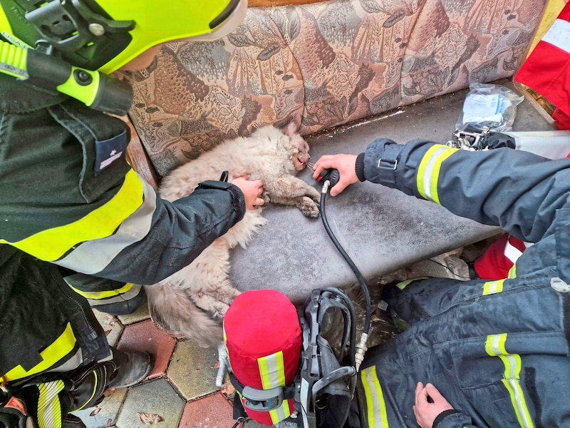 Firefighters fought for the cats' lives - unfortunately in vain. (Bild: DOKU-NÖ)