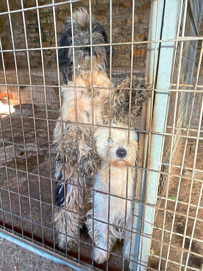 The conditions at a breeder in Hungary have deeply affected us.