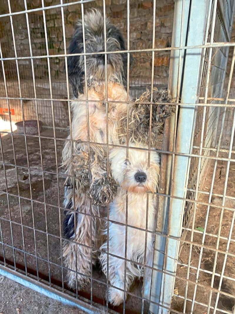 The conditions at a breeder in Hungary have deeply affected us. (Bild: privat)