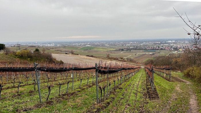 Oberhalb dieser idyllischen Weinberge in Pfaffstätten wurden auf mehreren Grundstücken kleine ...