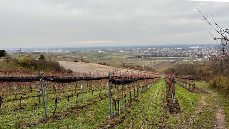 Oberhalb dieser idyllischen Weinberge in Pfaffstätten wurden auf mehreren Grundstücken kleine Gebäude einfach vergrößert oder mit Photovoltaikanlagen oder Carports erweitert.  (Bild: Doris Seebacher)