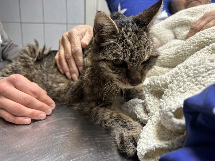 Auch die Katze war sichtlich von der Krankheit gezeichnet, aber in der Tierarztpraxis bestens versorgt.