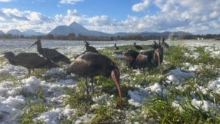 Im Winter ist es für die Zugvögel in Salzburg zu kalt. (Bild: Waldrappteam/Wehner)