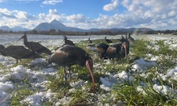 Im Winter ist es für die Zugvögel in Salzburg zu kalt.