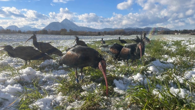 Im Winter ist es für die Zugvögel in Salzburg zu kalt. (Bild: Waldrappteam/Wehner)