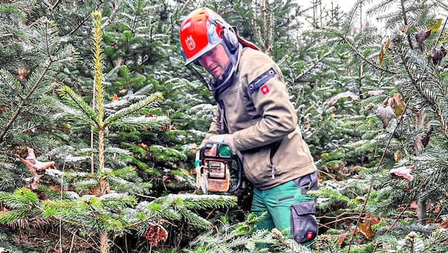 Gut zwei Hektar groß ist die Christbaum-Plantage der Familie Smrtnik in Trögern bei Bad Eisenkappel. (Bild: Smrtnik)