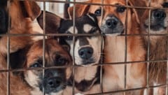 In einer Wohnung der Eisenstädter „Beamtensiedlung“ wurden 40 Hunde und auch cirka 40 Katzen gehalten. (Symbolbild).  (Bild: stock.adobe.com/Evgenii Bakhchev - stock.adobe.com)