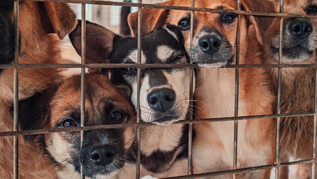 40 dogs and around 40 cats were kept in an apartment in the Eisenstadt "civil servants' estate". (Symbolic image). (Bild: stock.adobe.com/Evgenii Bakhchev - stock.adobe.com)