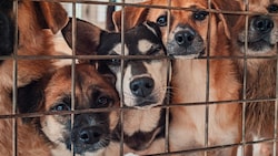 In einer Wohnung der Eisenstädter „Beamtensiedlung“ wurden 40 Hunde und auch cirka 40 Katzen gehalten. (Symbolbild).  (Bild: stock.adobe.com/Evgenii Bakhchev - stock.adobe.com)