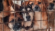 In der Türkei findet ein Genozid an Hunden statt, österreichische Tierfreunde möchten nun ein ...