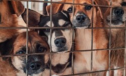In einer Wohnung der Eisenstädter „Beamtensiedlung“ wurden 40 Hunde und auch cirka 40 Katzen ...