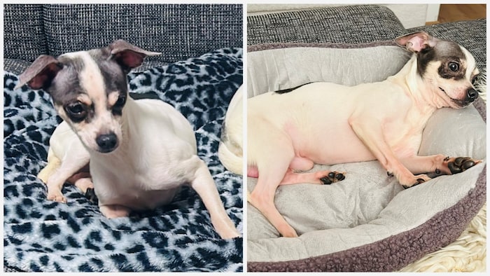 These Chihuahuas were rescued from the house by Sarah R. The animal lover also uncovered the ...
