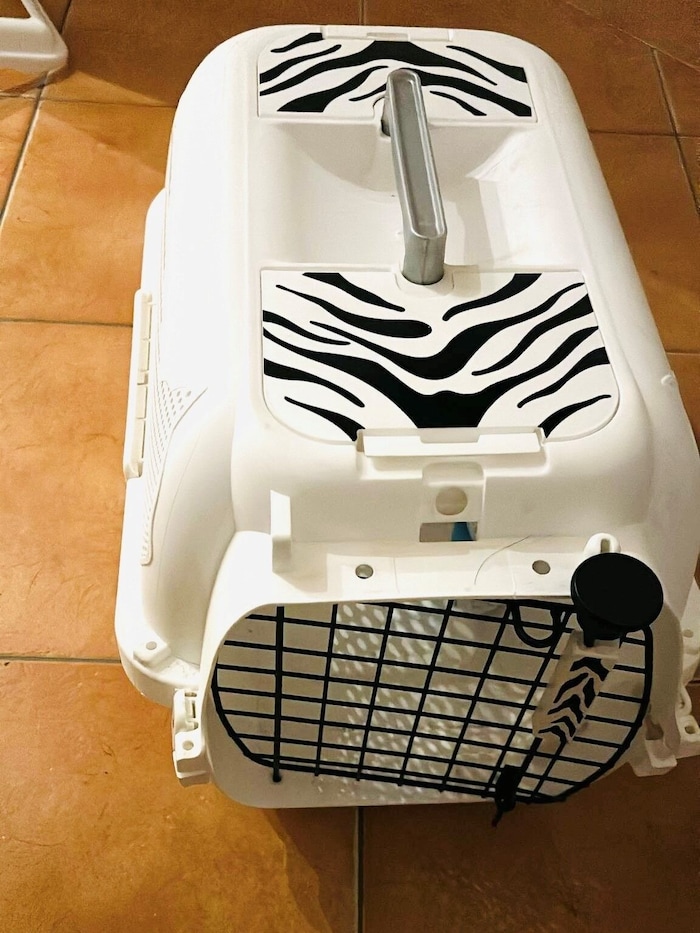Drei Hunde waren in eine viel zu kleine Transportbox gesperrt, die im dunklen Kellerabteil ...