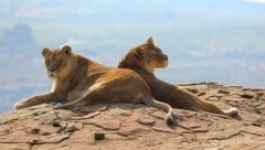 „Anna“ und „Kira“  auf ihrem Ruheplatz in Lions Rock. (Bild: © FOUR PAWS | Monika Girardi)