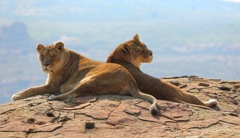 „Anna“ und „Kira“  auf ihrem Ruheplatz in Lions Rock. (Bild: © FOUR PAWS | Monika Girardi)