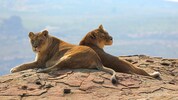 „Anna“ und „Kira“  auf ihrem Ruheplatz in Lions Rock.