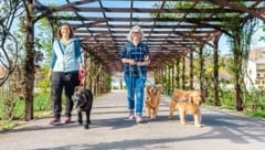 Angelika Mandler-Saul mit ihrem Hund „Coffee“ und Ulrike Miestinger mit „Pepa“ und „Penny“ geben Ratschläge für entspannte Ausflüge und Urlaube mit Vierbeinern. (Bild: Kevin Zumbo)