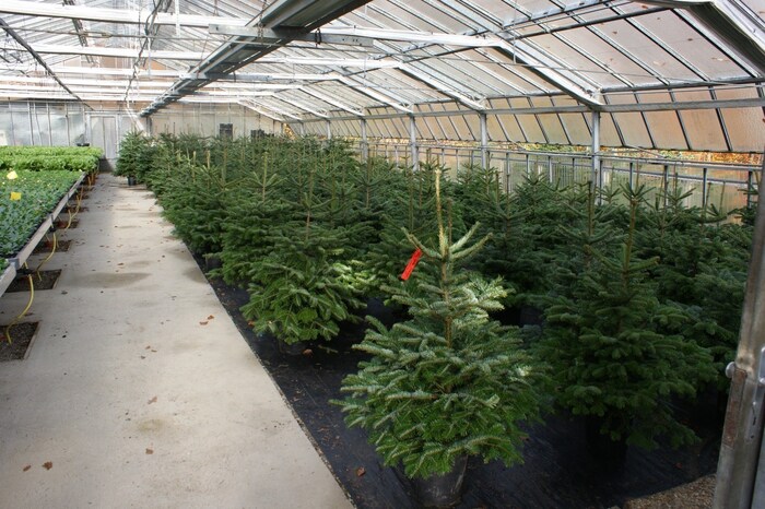 These Christmas trees live longer than just one season.