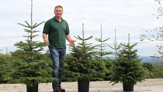 Thomas Wilhelm started his business with Christmas trees in pots in 2014. (Bild: Gartenbau Wilhelm)