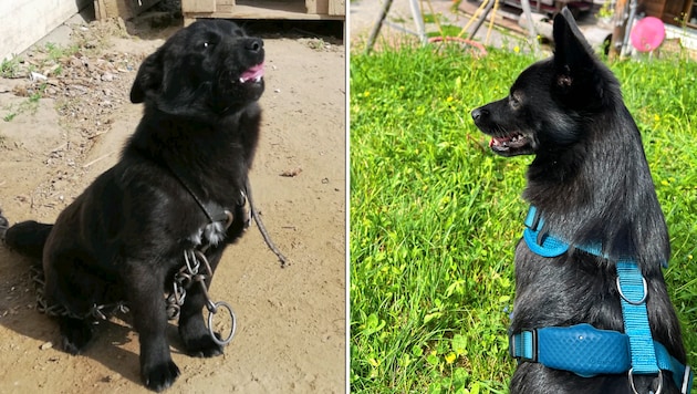 In einem Hinterhof an der kurzen Kette versus beim Wandern in der Natur – ein Hund in unterschiedlichen Lebensphasen. (Bild: Verein 4Beiner in Not)