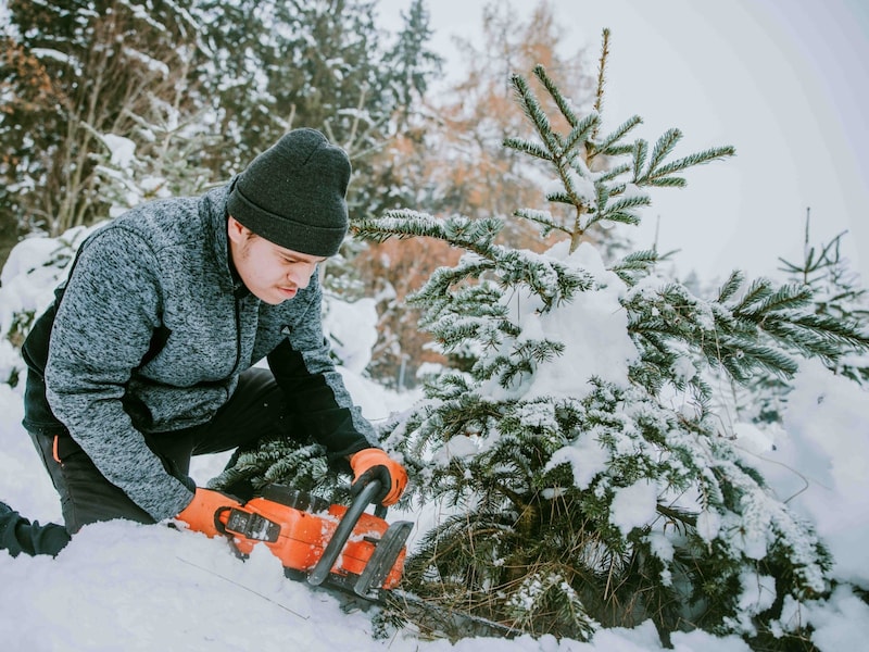 Wenn es zu Weihnachten ein besonderer Baum sein soll, ist „Garten & Landschaft“ in Engerwitzdorf ein guter Tipp. In dem Betrieb des Diakoniewerkes arbeiten Menschen mit Beeinträchtigungen, sie werden mit dem Christbaum-Kauf unterstützt. Datum: bis 21. Dezember Infolink: diakoniewerk.at/christbaum (Bild: Ness Rubey)