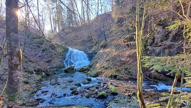 The water of the Brühlbach stream is extremely clear and the surrounding area is an ideal habitat for the shy dipper. (Bild: Bergauer Rubina)